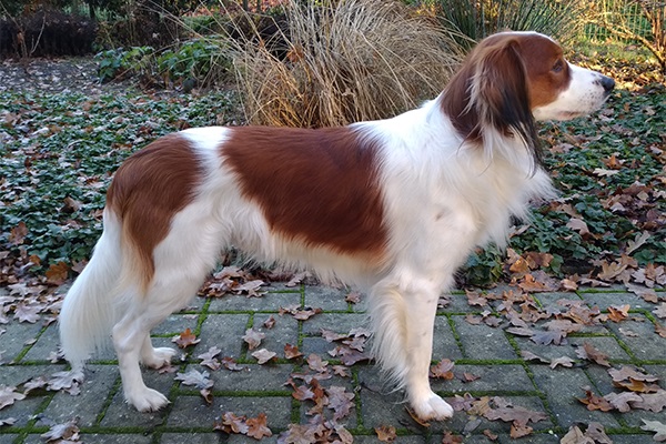 Idax vom Torfmoorsee